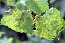 Image result for peronospora grapevine