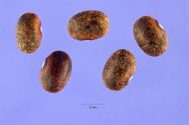 Image result for Macroptilium atropurpureum