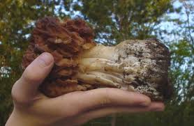 False Morels The Great Morel