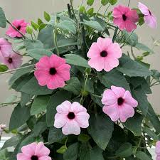 Image result for Thunbergia