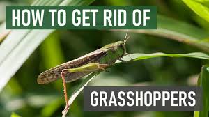 Maybe you would like to learn more about one of these? How To Get Rid Of Grasshoppers In Your Lawn 4 Easy Steps Youtube