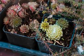 Freie kommerzielle nutzung keine namensnennung bilder in höchster qualität. Verschwommene Pflanzen Kostenlose Foto