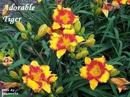 Each flower, up to 2.75 in. Daylily Hemerocallis Adorable Tiger In The Daylilies Database Garden Org Day Lilies Plants Planting Flowers