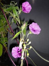 Image result for Ipomoea crassipes