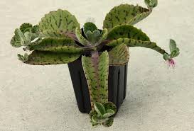 Image result for Kalanchoe gastonis-bonnieri