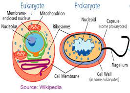 All animal and plant cells are enclosed or surrounded by a cell membrane as we learned before. New 9 1 Aqa Gcse Biology Paper 1 Cell Biology Complete Revision Expert Guidance By Mahima Laroyia