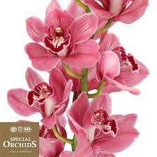 Image result for Monocymbium