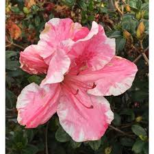 The plant is 5 feet high and wide. Onlineplantcenter 10 In Conversation Piece Azalea Shrub With Pink White Flowers A3098g3 The Home Depot
