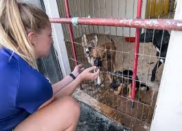 New album hotspot out now. Desert Heroes How One Family Has Saved Thousands Of Stray Dogs In Umm Al Quwain The National