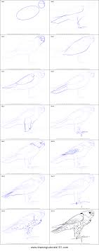 Peregrine Falcon Is A Duck Hawk And Is Native To North America In This Tutorial We Will Draw Peregrine Falcon Falcon Drawing Peregrine Falcon Eagle Drawing All you will need is a. draw peregrine falcon falcon drawing