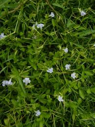 Image result for Linderniaceae