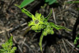 Image result for Raphionacme madiensis