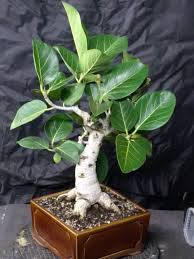 Image result for Ficus lutea