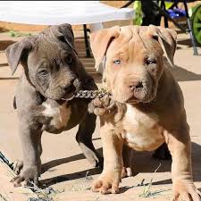 Pitbulls have had an unwarranted bad reputation over the past years and mass media promotes them as biters and murderer types of dog breeds. Pitbull Puppies With Papers For Pitbull Puppies World Facebook