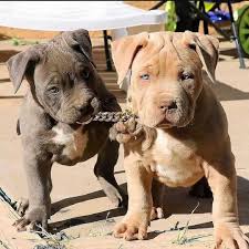 How much are pitbull puppies for sale? Pitbull Puppies With Papers For Sale Pitbull Puppies World Facebook