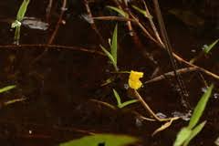 Image result for Utricularia reflexa