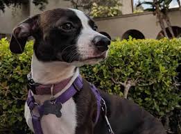 Welcome to petside, the impartial and trusted source to help you care for your pet. 36 Boston Terrier Mixes Your Loving And Lifelong Companions