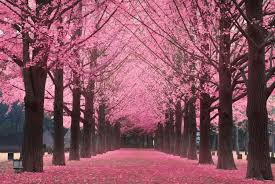 10:50 anjar kome 10 818 просмотров. 25 Lukisan Pemandangan Di Korea Destinasi Cherry Blossom Di Korea Selatan Download Asia Page 2 Of 4 Pergi Com Blog Bunga Sakura Pemandangan Taman Bunga