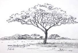 Here's a collection of tree colouring pages featuring trees native to the british isles, together with their leaves and seeds. Sketching Every Day Drawing Plants And Animals