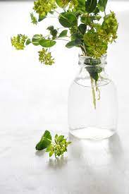 Bupleurum Flowers Types Of Flowers Flower Arrangements Simple Seasonal Flowers
