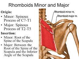 Rhomboid Major And Minor Origin And Insertion Google Search Muscle Anatomy Anatomy Education Human Anatomy And Physiology