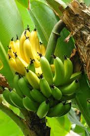 Plante Exotique A La Maison Tout Savoir Sur Les Bananiers Bananier Fleur De Bananier Banana