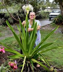 A plant often mistaken for the cahaba lily is the carolina spider lily or swamp lily, hymenocalis oxidentalis. Plantfiles Pictures Crinum Species River Lily Spider Lily Swamp Lily Crinum Asiaticum Var Pedunculatum By Kell