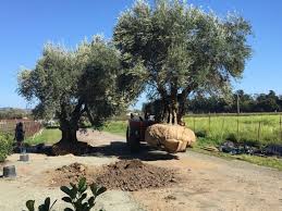 Hawthorn, majestic beauty patio tree. Majestic Beauty Olive Tree Olives Unlimited