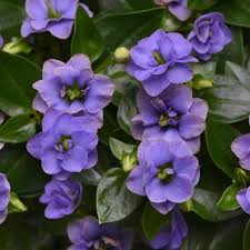 Image result for Exacum