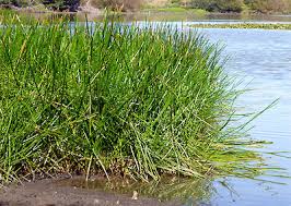 Image result for Eleocharis mutata