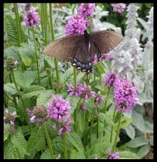 Image result for Stachys