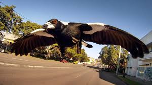 Only lowly gold coast (68.5 points) and last. Magpie Monster Shot Dead In Sydney Following Attacks Bbc News