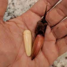 People often plant these south american for the native people living in its range the monkey puzzle was of great significance. Monkey Puzzle Tree Proliferation Project Experimental Farm Network