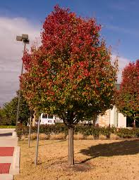 This tree is not available in all areas. Cleveland Select Pear Tree Dallas Texas Treeland Nursery
