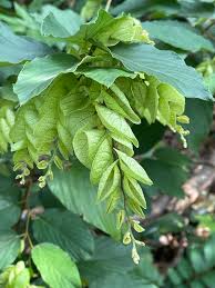Image result for Flemingia strobilifera