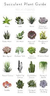 Maybe you would like to learn more about one of these? Best Of Blog Indoor Plants Becki Owens Plants Planting Succulents Succulents