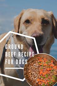 Do not add any extra spices or ingredients. Boiled Ground Beef For Dogs Recipe With Carrots And Peas Dog Recipes Senior Dog Food Recipes Healthy Ground Beef