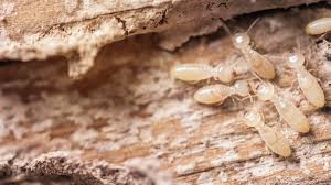 Longview, washington is home to a variety of wildlife, but as a homeowner, you tend to appreciate nature a little less when it finds its way into your home. List San Antonio Ranks Among Most Termite Infested Cities Kens5 Com