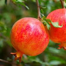 Granatapfel Punica Granatum In 2020 Granatapfelbaum Granatapfel Pflanzen