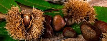 Le castagne si possono congelare: Castagne Quando Raccoglierle Come Conservarle E Cucinarle Casaegiardino Org