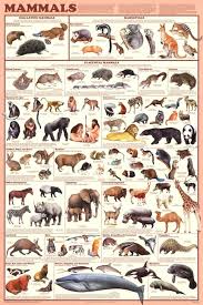 Amazon Com Laminated Mammals Educational Animal Chart