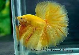 Yellow Betta Tipos De Peces Pez Betta Betta