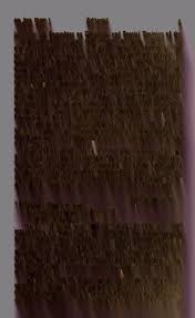 Image result for Ceratotheca integribracteata