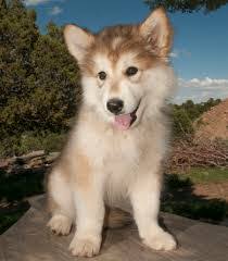 From stunning purebreds to unique designer breeds, our pupper selection includes various bloodlines, coat types, personalities, and colors. Husky Cross Golden Retriever For Sale Cheap Buy Online