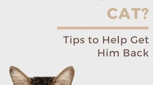 Petsmart offers quality products and accessories for a healthier, happier pet. 10 Helpful Tips For How To Find A Lost Or Missing Cat Pethelpful By Fellow Animal Lovers And Experts