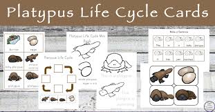 Platypus Life Cycle Cards Simple Living Creative Learning How to draw a platypus easy step by step ► please like ✯ comment ✯ subscribe to my channel to see more interesting videos ! platypus life cycle cards simple