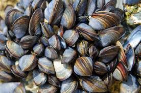 According to researchers at stanford university in california, as these bivalves sieve the water surrounding them in search for bacteria or after seeing what these bivalves can do, the study team decided to put them to work. A Colony Of Sea Mussels Stock Photo Picture And Royalty Free Image Image 22366429