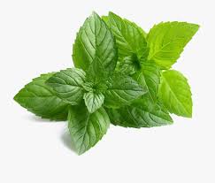 mint png images hd transparent neem leaf png free transparent clipart clipartkey hd transparent neem leaf png