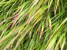 Ziergräser können je nach art und sorte sowohl an sonnigen, halbschattigen als auch an schattigen bereichen innerhalb der grünanlage gepflanzt werden. Uber Graser Staudenfreunde