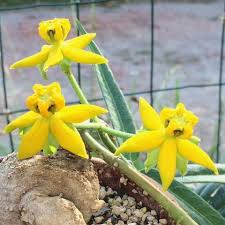 Image result for Stathmostelma fornicatum